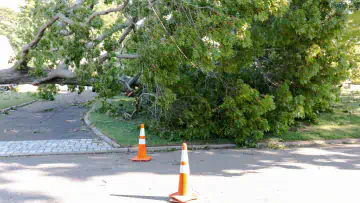 Fallen tree blocked off by traffic cones